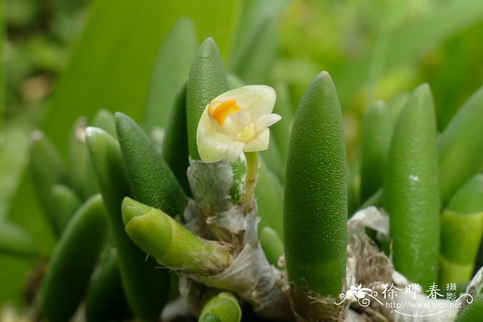 盆栽桂花树种植技术