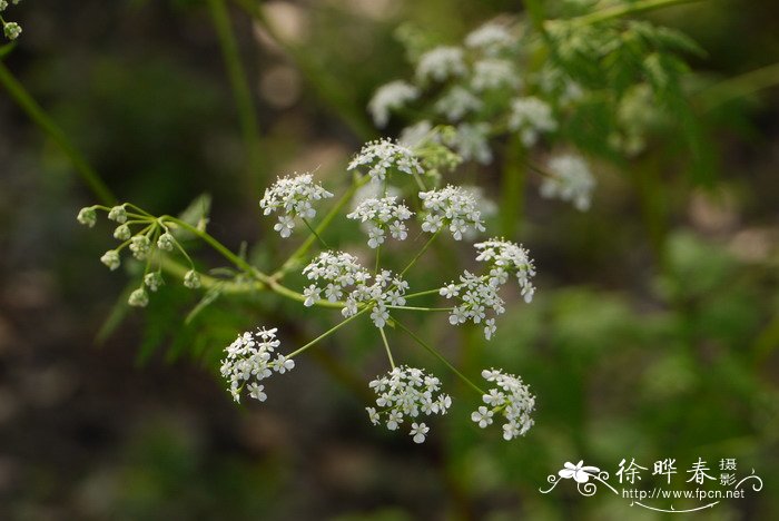 苹果11白色图片