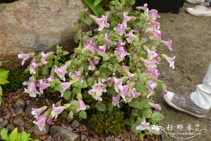 玉兰花几月份开花