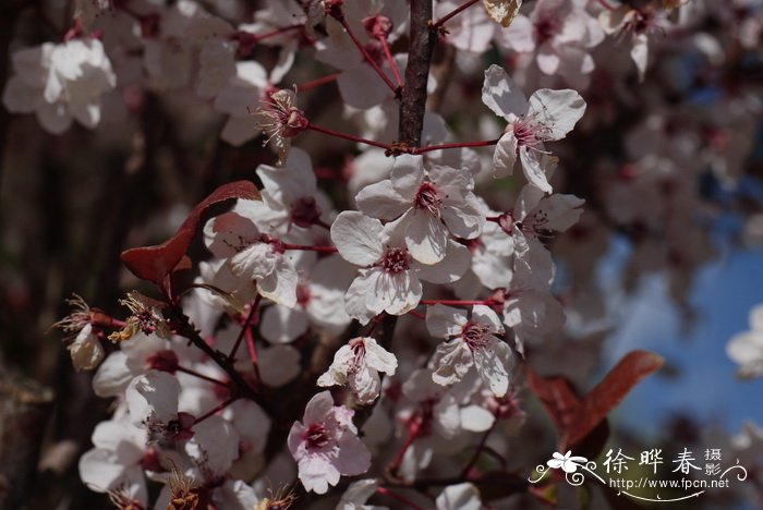 黄花槐