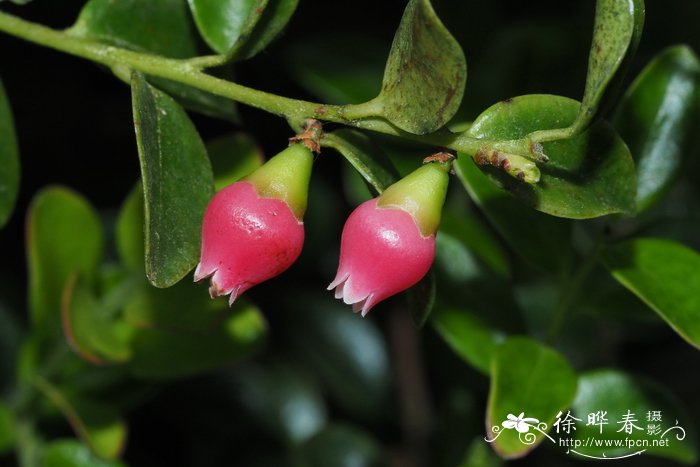 塑料花盆塑料花盆