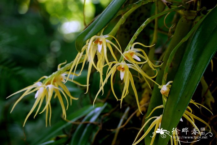 附子花