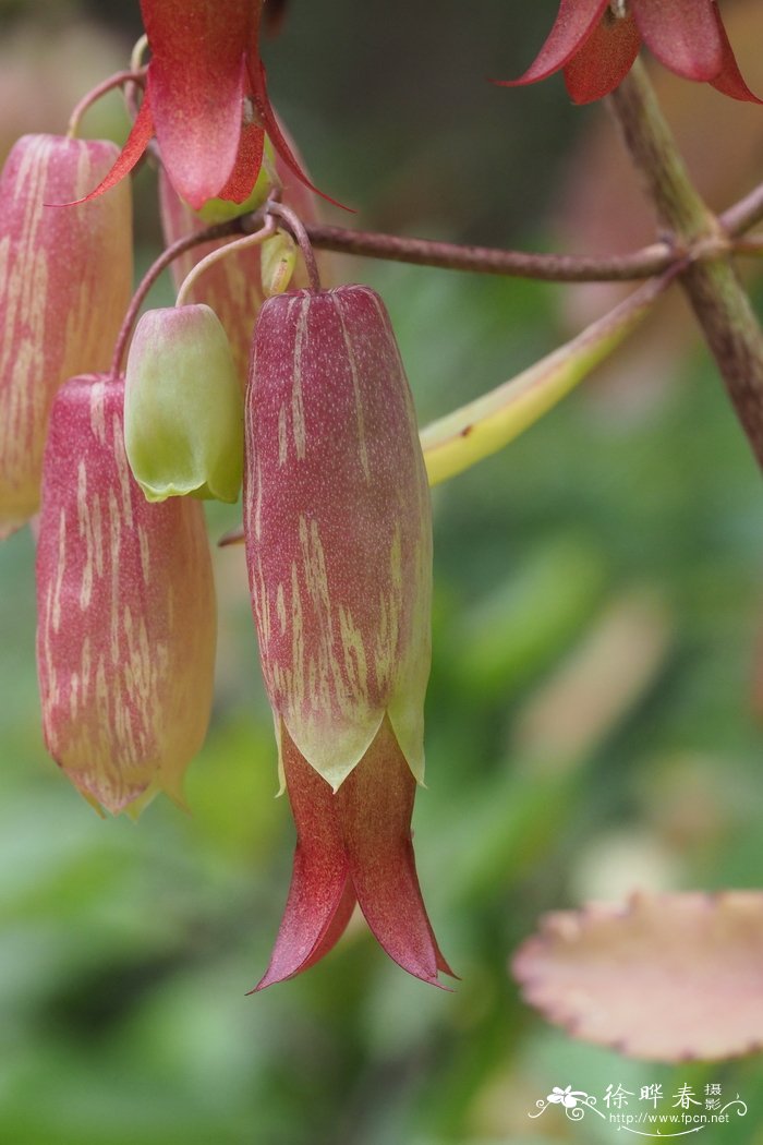 桐花