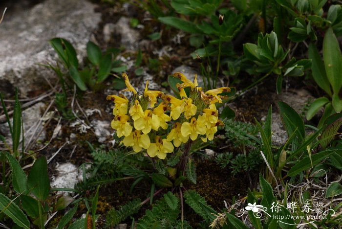 缕丝花