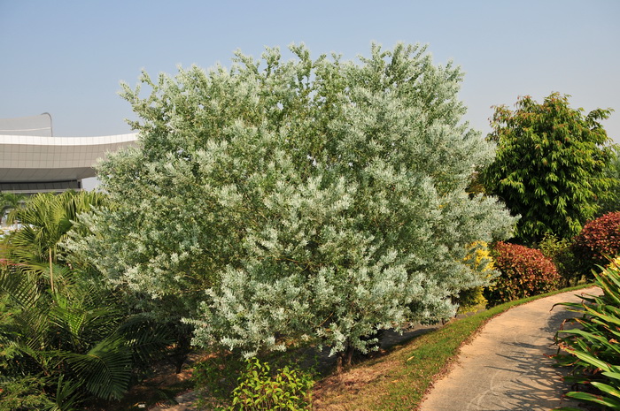 香蜂草