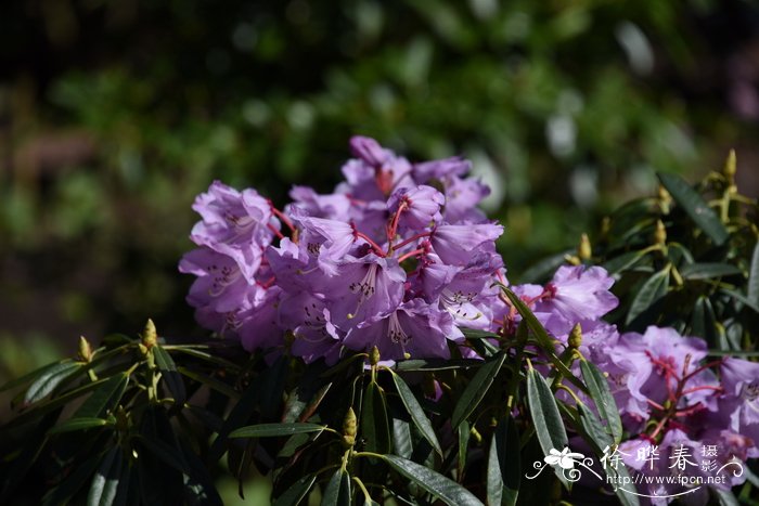 月季花的品种