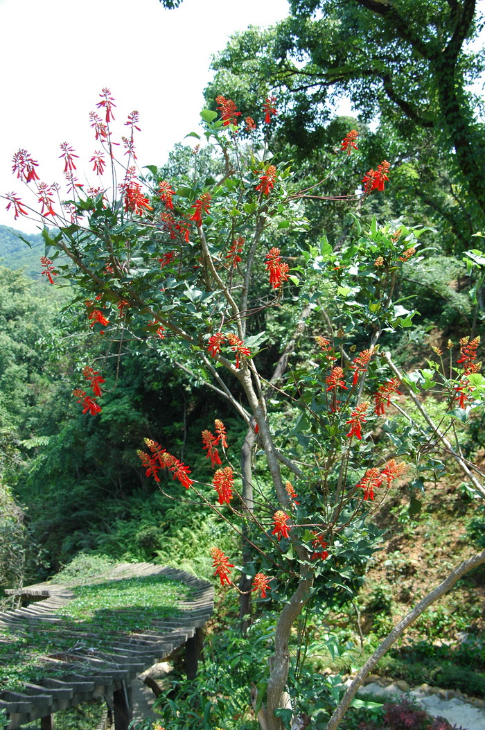 黄莺草