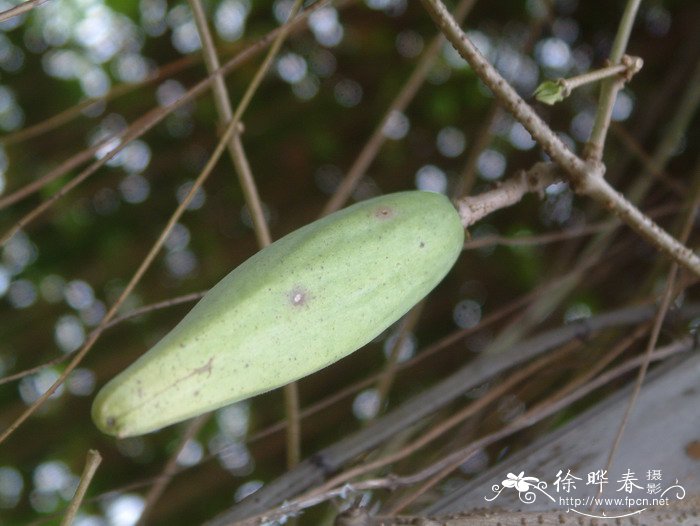 水仙花的功效