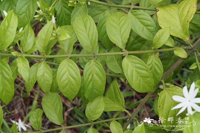 桂花树种植