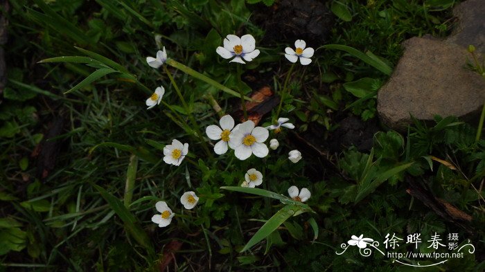 桂花树售价