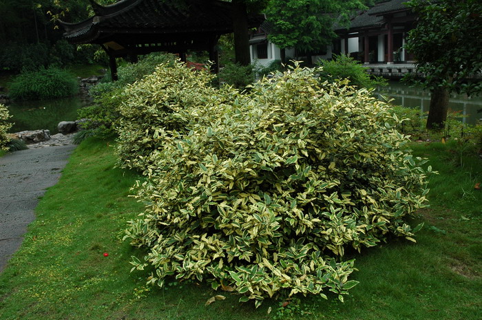 玉露的花