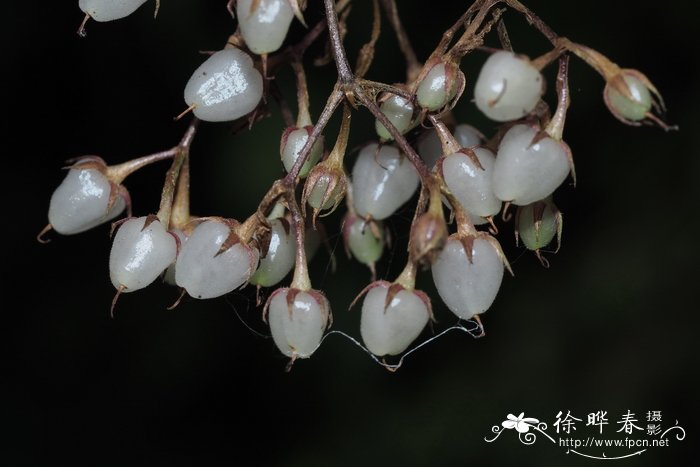 海里的植物