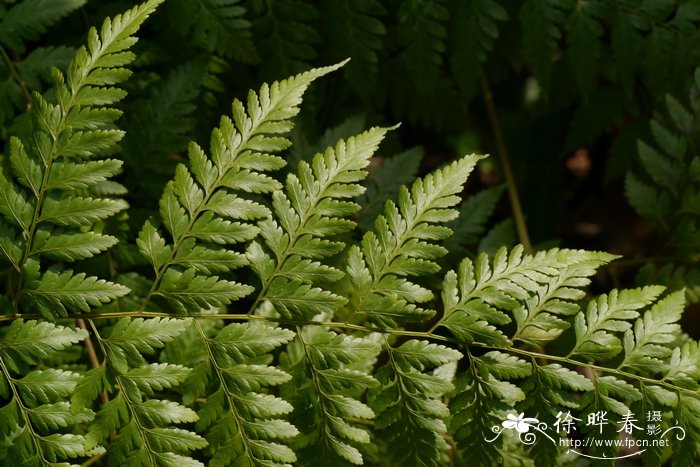 芍药花的种植方法