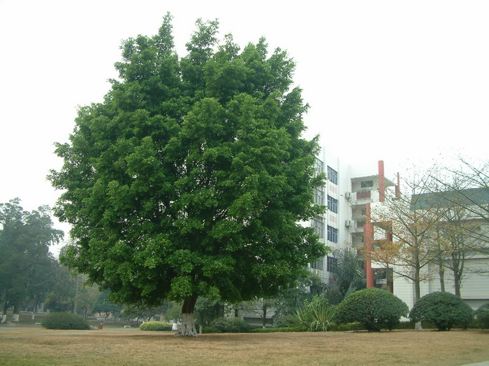 米兰空气