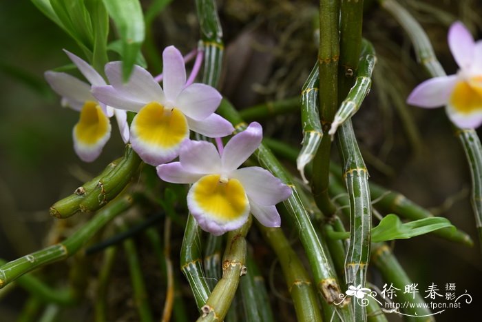 粉红色玫瑰花语