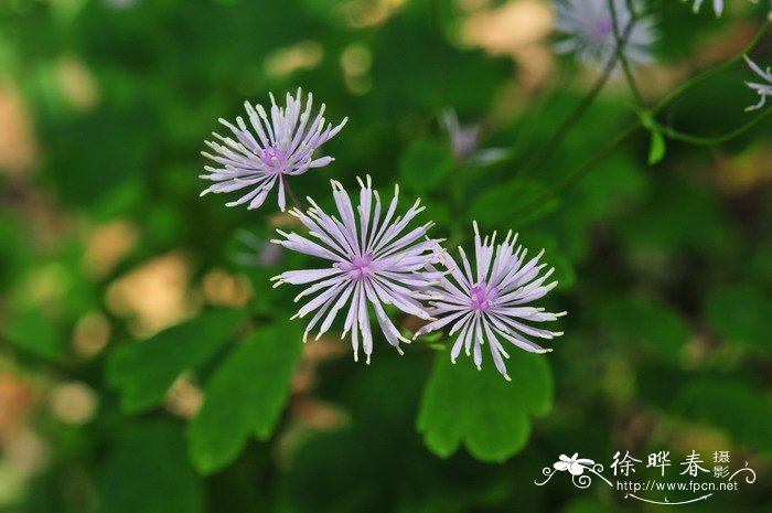 小狗种美丽鲜花