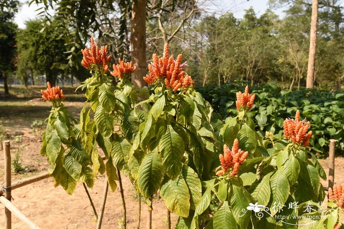 25朵玫瑰花语