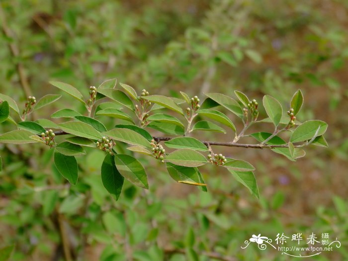 防蚊植物