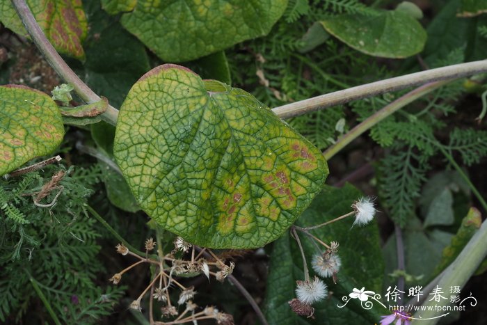 百合花寓意