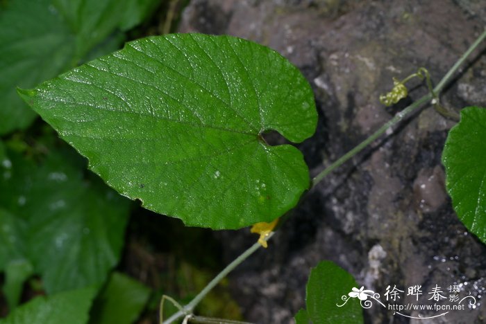 秋天什么水果成熟