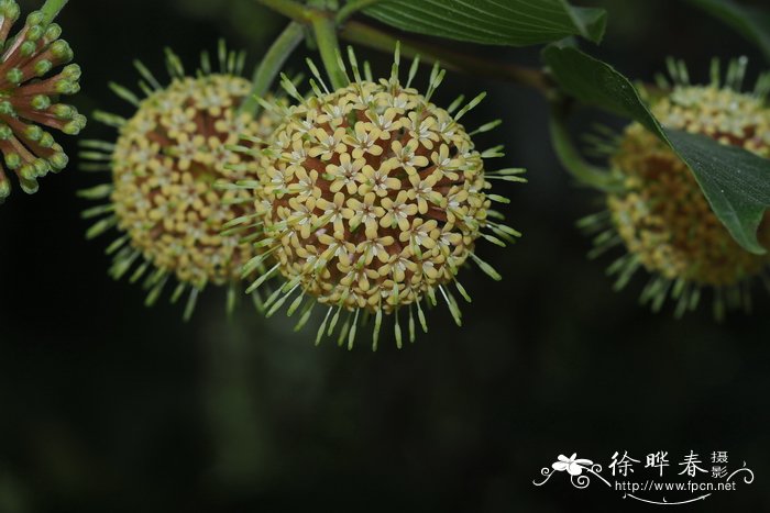 花的寓意和象征