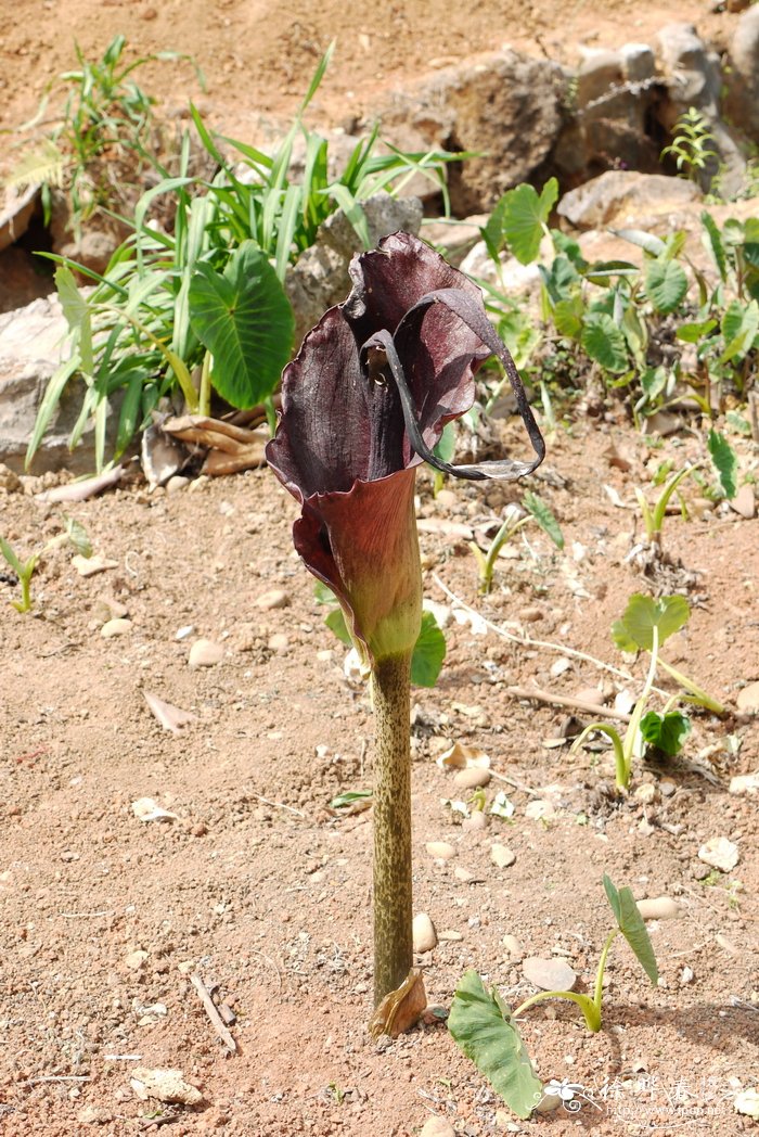 小巢菜