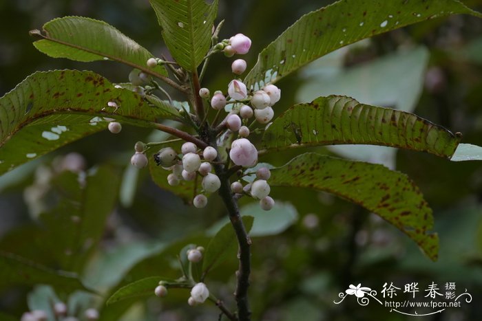 深圳网上花店