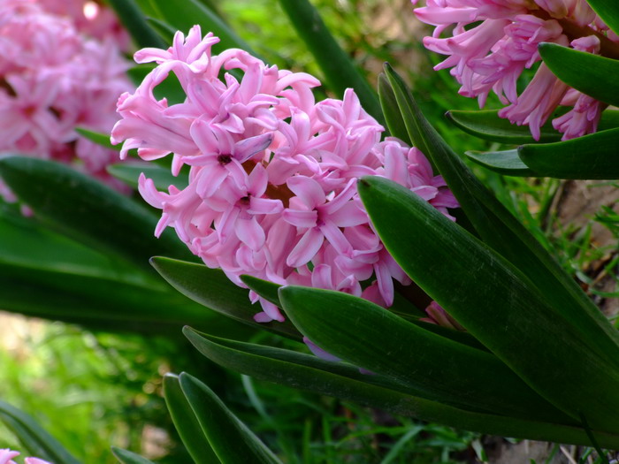 四季桂花