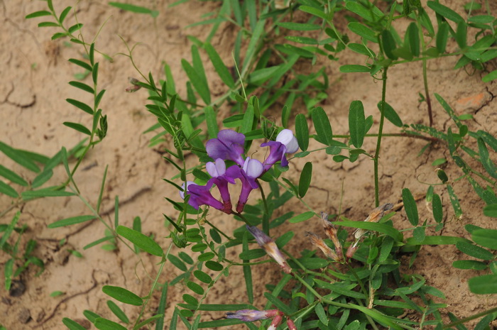 魔芋种植