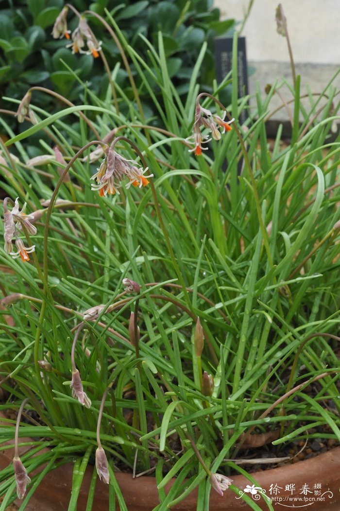 北京油菜花