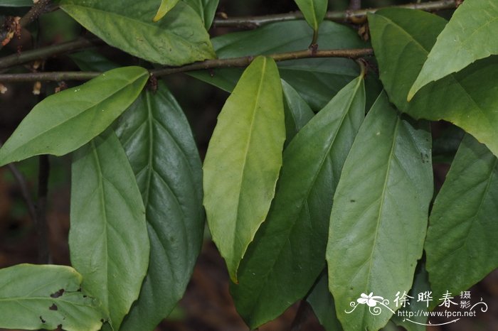 芦柑和橘子的区别