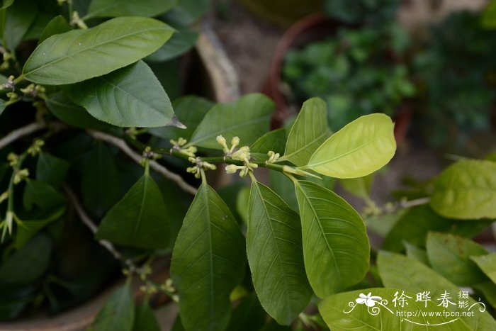 鲜花怎样保鲜时间更长一点呢