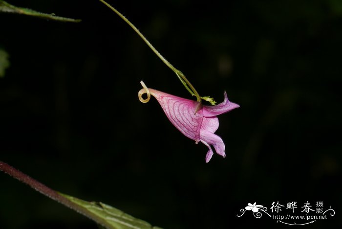 塑料花盆塑料花盆