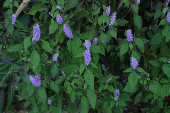 昙花什么时候开花