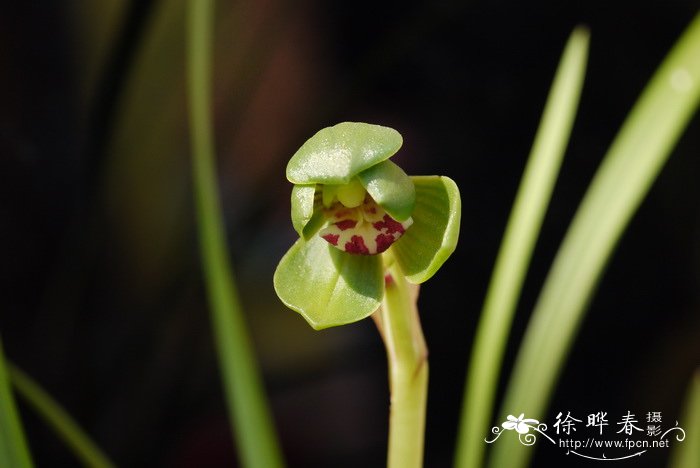 枸杞菊花茶