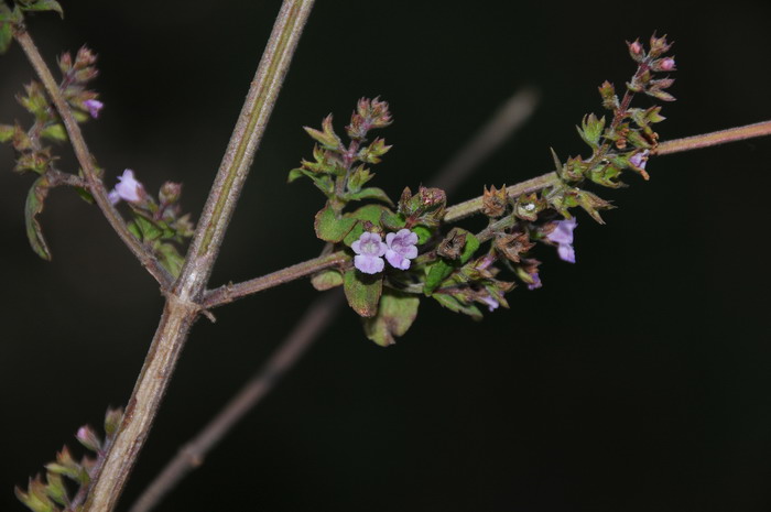 缕丝花