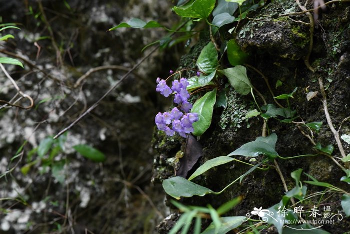 灯笼花