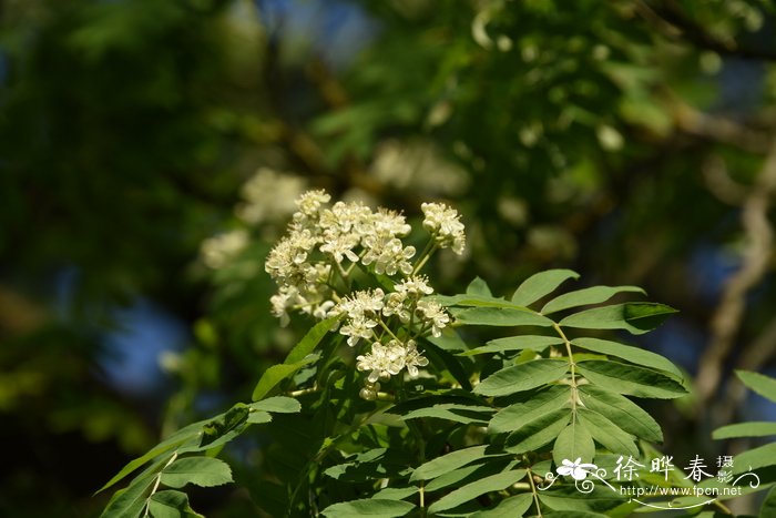 哪些植物吸甲醛最好