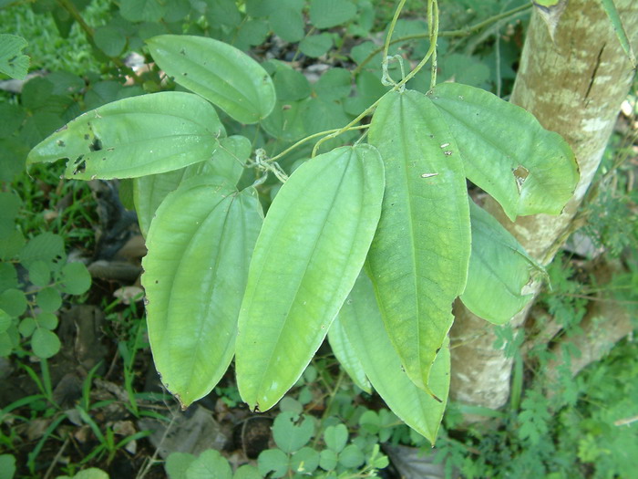 玉兰花是什么季节开的