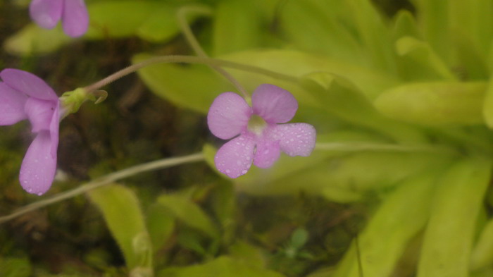 茉莉花的图片