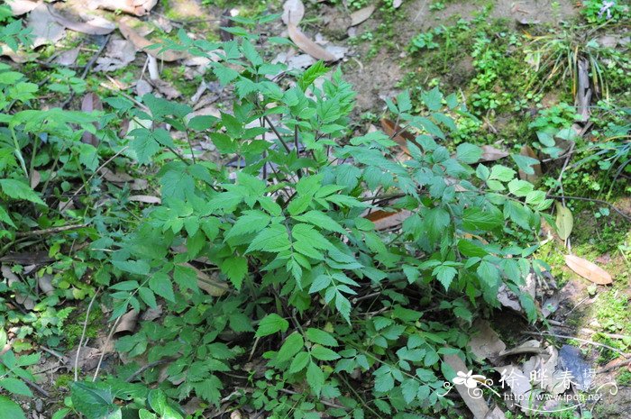 漂亮的鲜花图片大全集