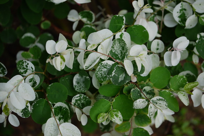 水仙花的功效