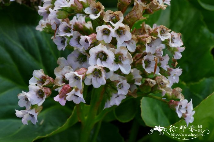 桂花树种植