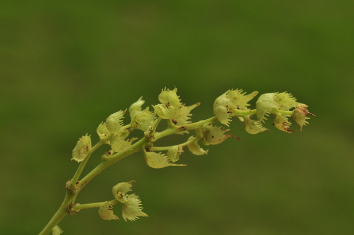 山柳菊