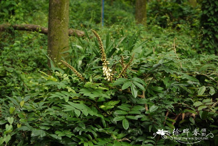 茉莉花用什么土养好