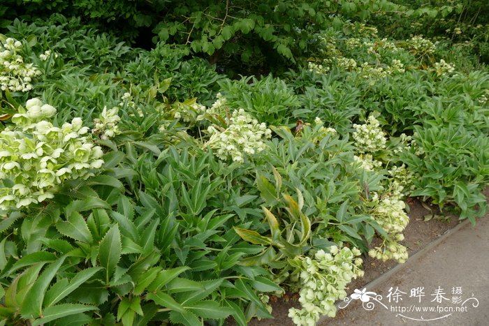 郁金香种植温度