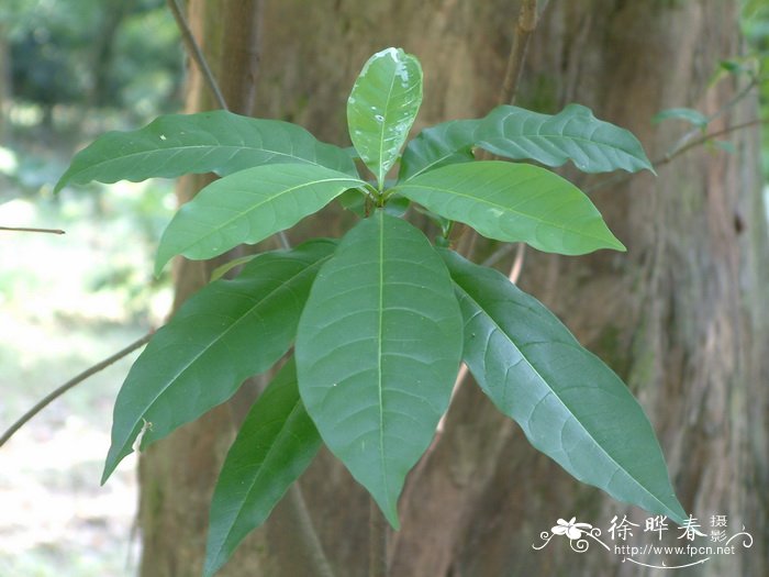 含笑花