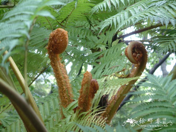 莲藕种植