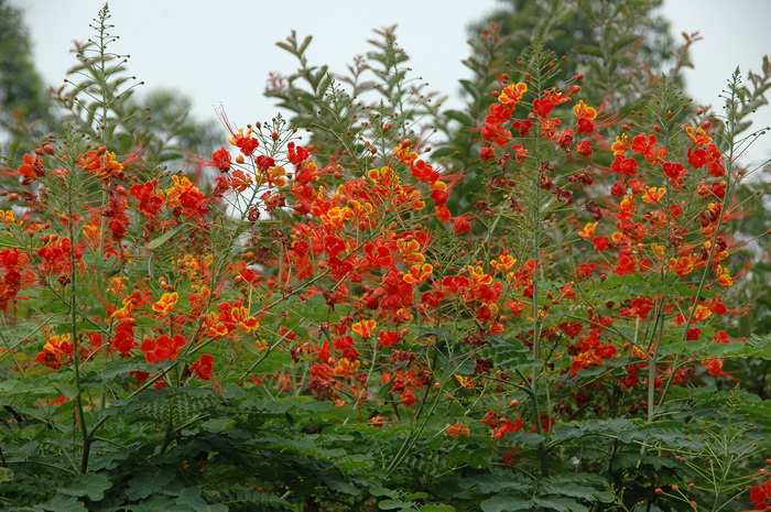 苋菜种植