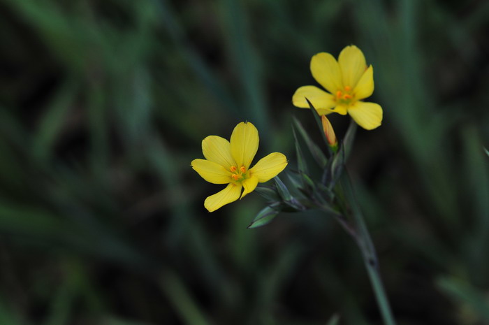 杜鹃花寓意